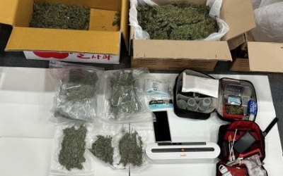 강원도 산속 오지…10억어치 대마가 자라고 있었다