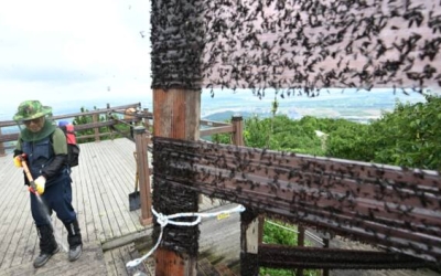 인천 계양산, 러브버그 뒤덮여 “밟으면 푹신할 정도” [현장, 그곳&]