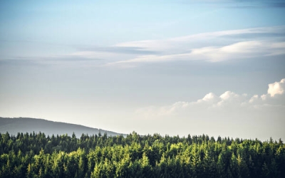 경기도내 산림 77% 장·노령림... 숨 못 쉬는 ‘늙은 숲’