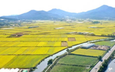 쌀값, 45년만에 '최대 폭락'…타들어가는 '인천지역 농심'