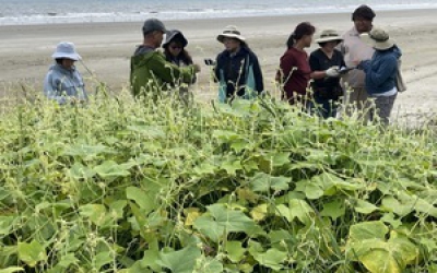 인천 백령도 사곶해변 뒤덮은 가시박…환경단체, 방제 대책 촉구