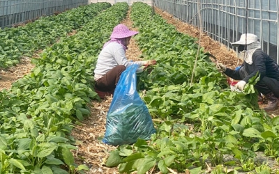 부산·경남에서 내년에 외국인 계절 근로자 8392명 일해