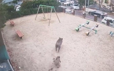 아파트 단지까지 출몰하더니…또 나타난 멧돼지에 대전 '진땀' | 중앙일보