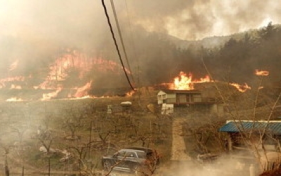 울산 최악 산불 피해지 복원·복구 나선다