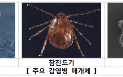 올여름 대구·경북 ‘역대급 모기와의 전쟁’ 오나…‘기온 상승·잦은 강수’ 최적 모기 번식 환경 조성