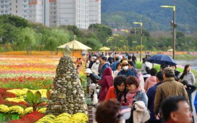 장성군 황룡강 가을꽃축제 10월 7일 개막