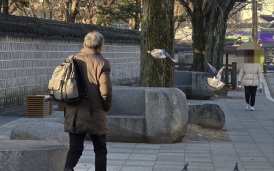 '비둘기 먹이주기 금지구역 조례' 전북 '전무'… “법 실효성 떨어져”