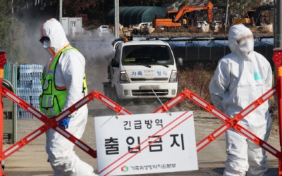 충북 괴산, 충남 천안·보령 산란계 농장서 고병원성 조류인플루엔자 발생