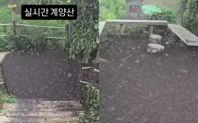 아스팔트 깔린 줄 알았는데 ‘러브버그’라니…인천 계양산 현재 상황