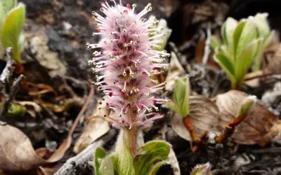 영하 40도 북극 견디는 5㎝ 나무…비밀은 제 안에 품은 ‘부동액’