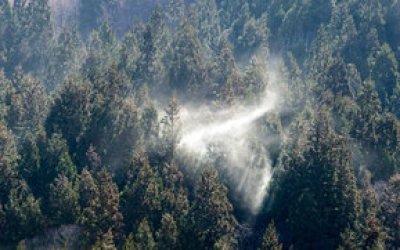 아토피-알레르기 주요 원인 삼나무, 제주도 오름에서 사라질까?