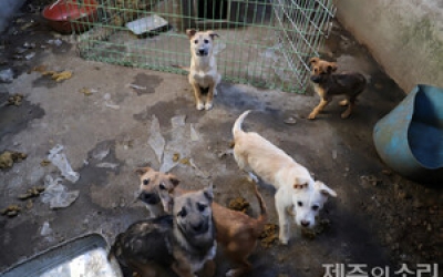 전례 없는 ‘반출 犬’ 공고…주인 연락 두절에 제주시 ‘난감’