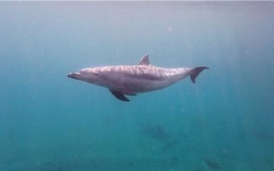 남방큰돌고래 제주 밖 해역 첫 확인… 강릉항 출현