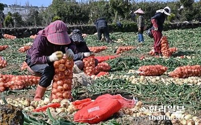 양파 도매가격 급락…제주 양파농가 '비상'