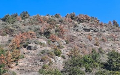 [현장] 제주 전역 솔껍질깍지벌레 확산 소나무 죽어간다