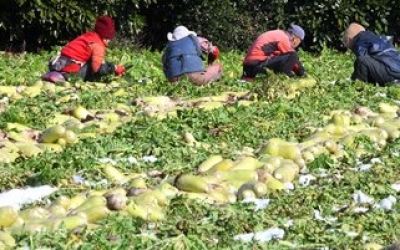 '가격 하락' 제주산 월동무 1000톤 정부비축사업 추진