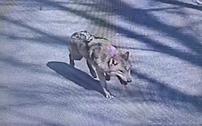 대전 탈출 늑대 나흘째 행방 묘연