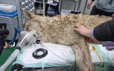 대전 탈출 '늑구' 9일 만에 생포…건강 이상 없어